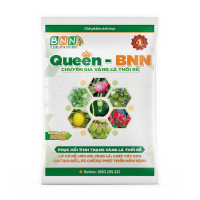 Queen - BNN Chuyên gia vàng lá thối rễ
