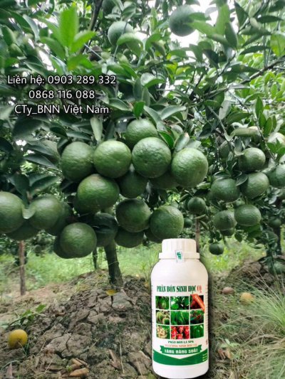 Chế phẩm sinh học 13