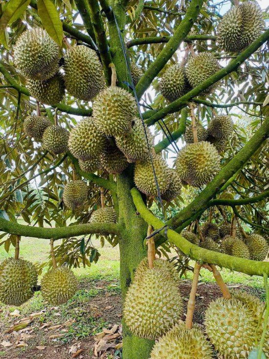 Cây sầu riêng 11