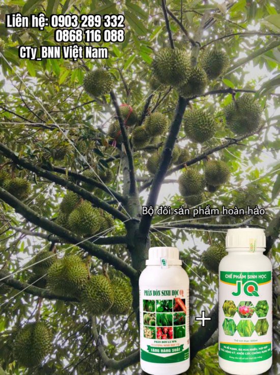 Cây sầu riêng 10