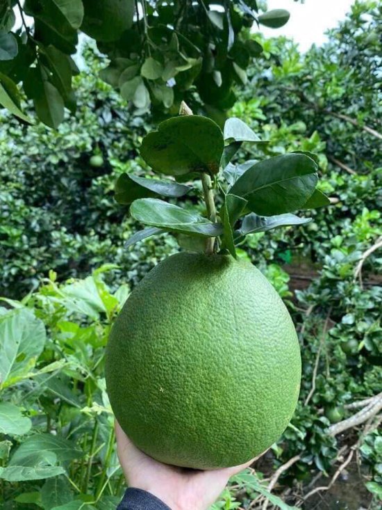 Hình ảnh cây trồng 8